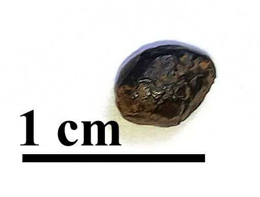 RARE Meteorite Sericho, pallasite, Kenya, oriented individual, 0.29 gr