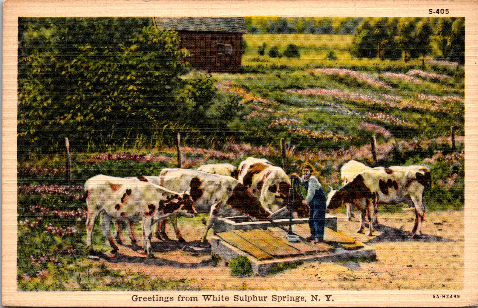 Vintage 1920s Cattle Feeding Greetings White Sulphur Springs New York Postcard