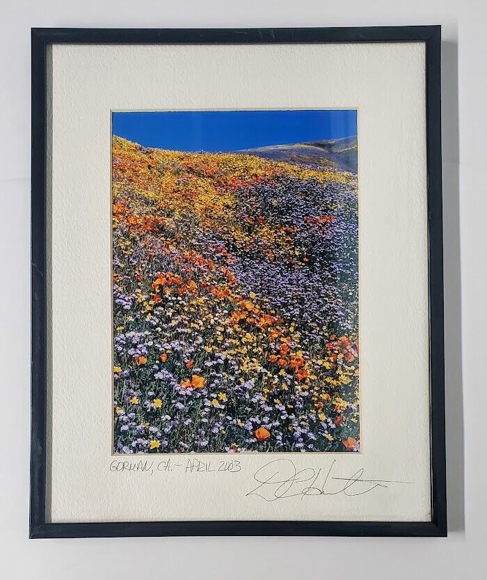 Wildflower Landscape Artist PHOTO Super Bloom in California Desert Framed Matted