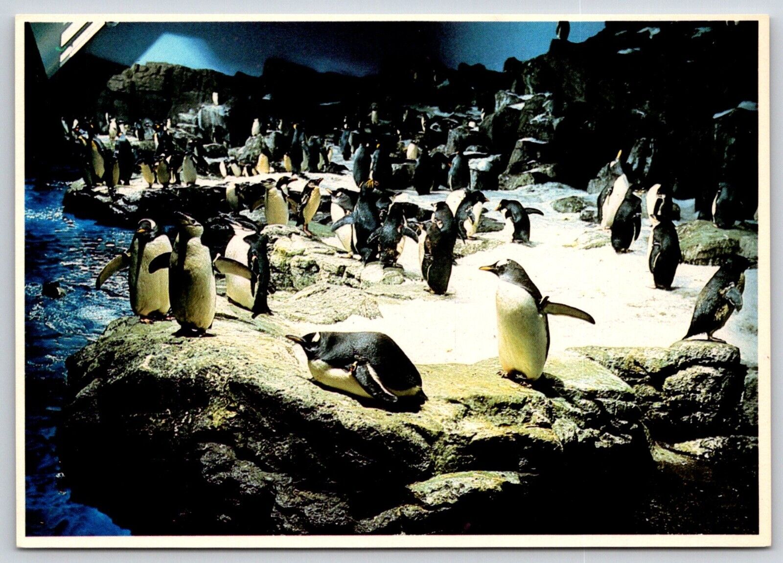 Postcard Sea World Penguin