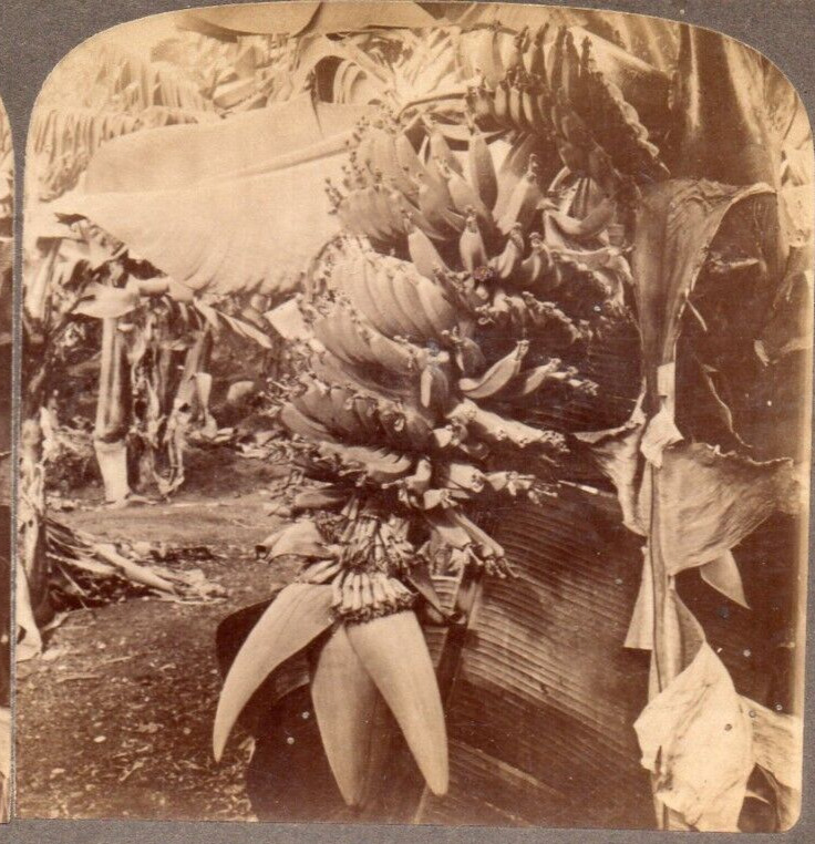 1895 Bananas Growing in Hawaiian Islands.  Underwood  Stereoview Photo
