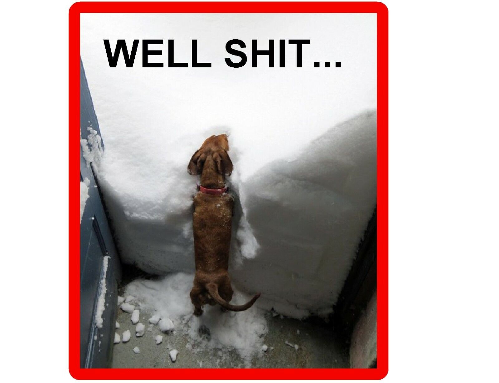 Funny Dachshund Dog In Snow Refrigerator / Tool Box  Magnet