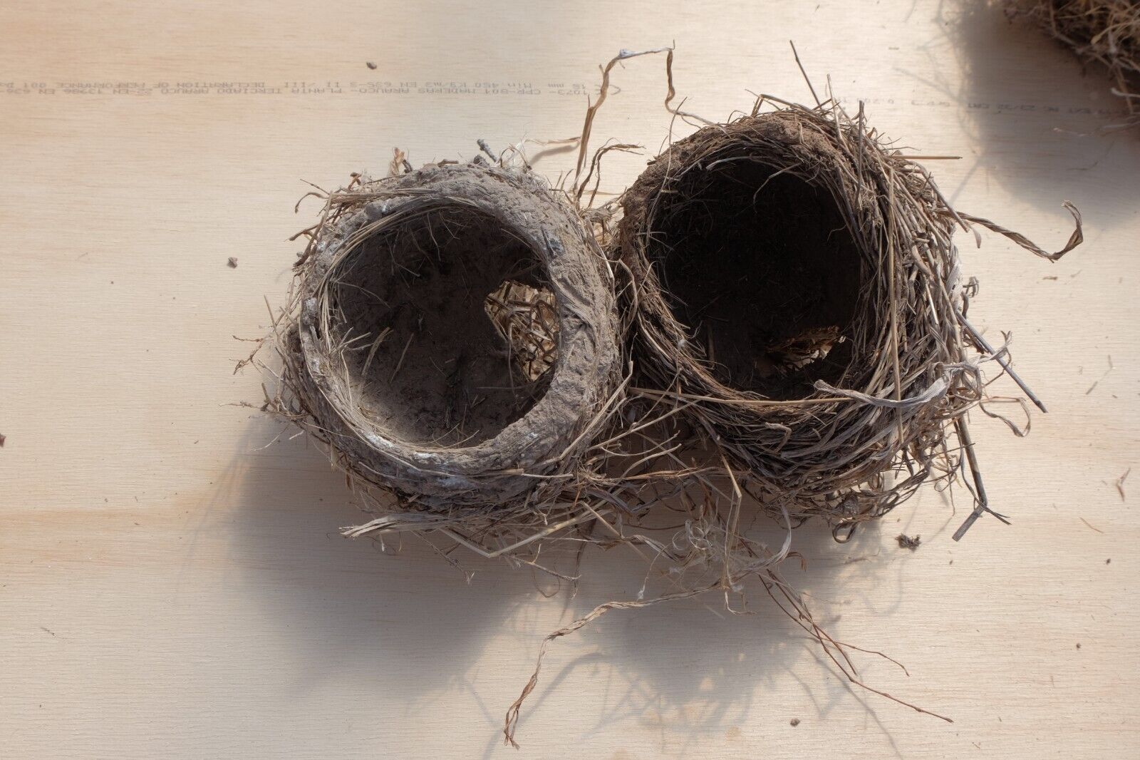 Real Abandoned Natural Bird Nest