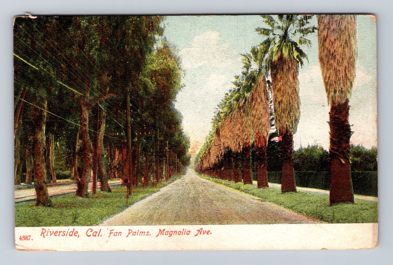 Riverside CA-California, Fan Palms, Magnolia Avenue, Vintage c1911 Postcard