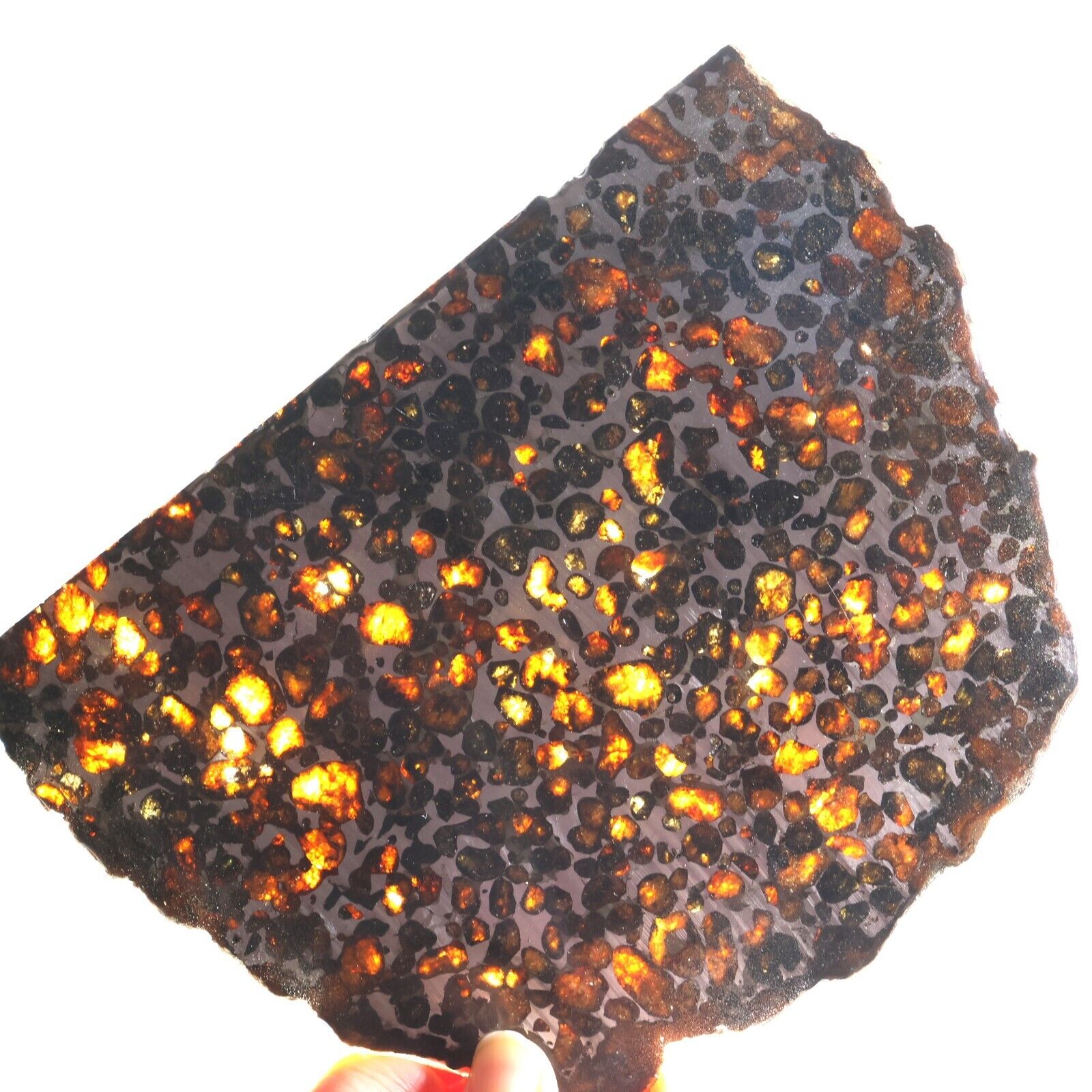 214g SERICHO Pallasite olive meteorite slice - from Kenya, Collection F216