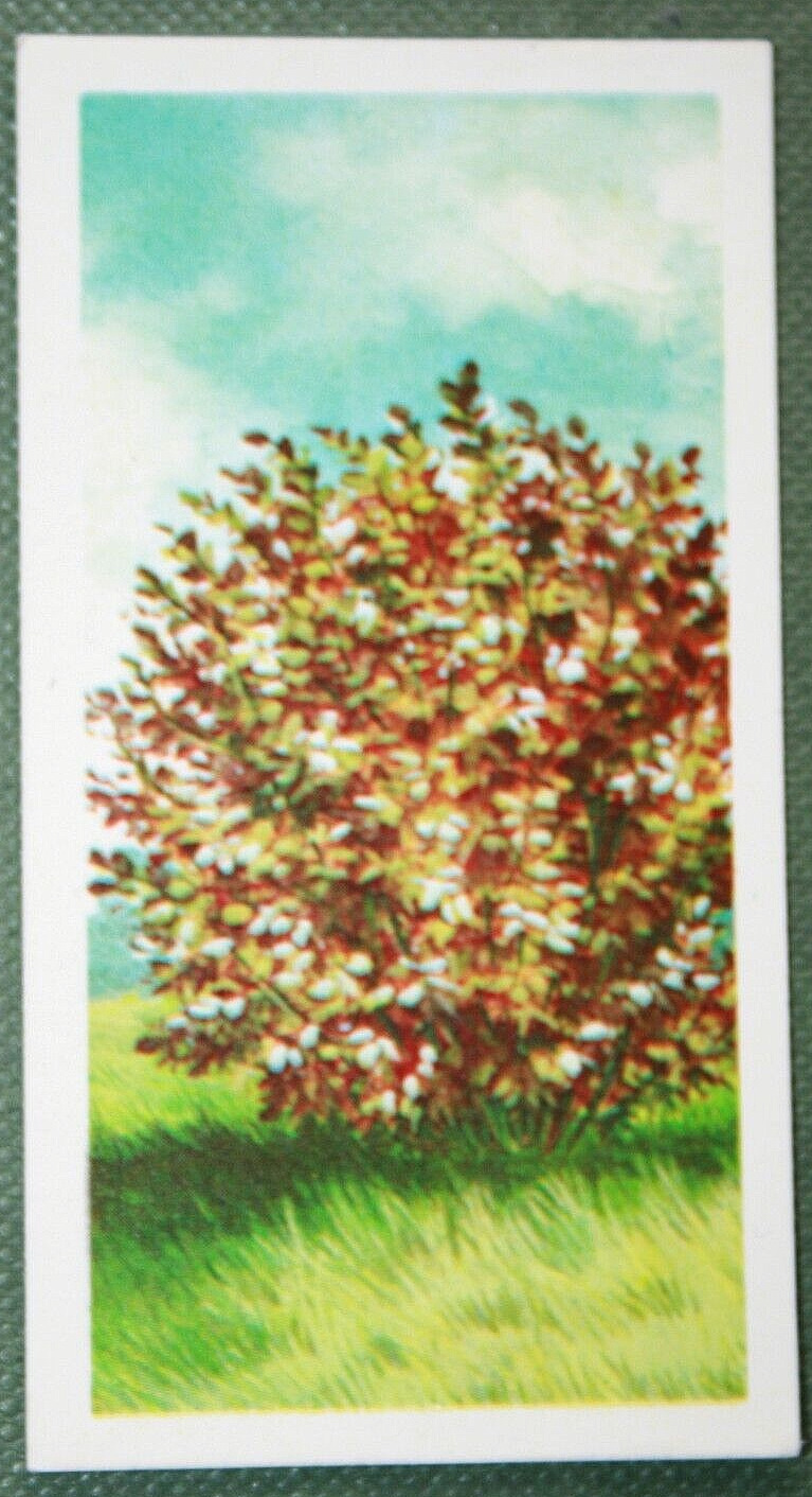 HAZEL  Vintage 1966 Botanical Illustration Card  CD08M