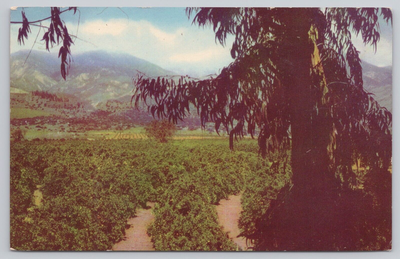 Orange & Lemon Groves in Southern California, Vintage Postcard