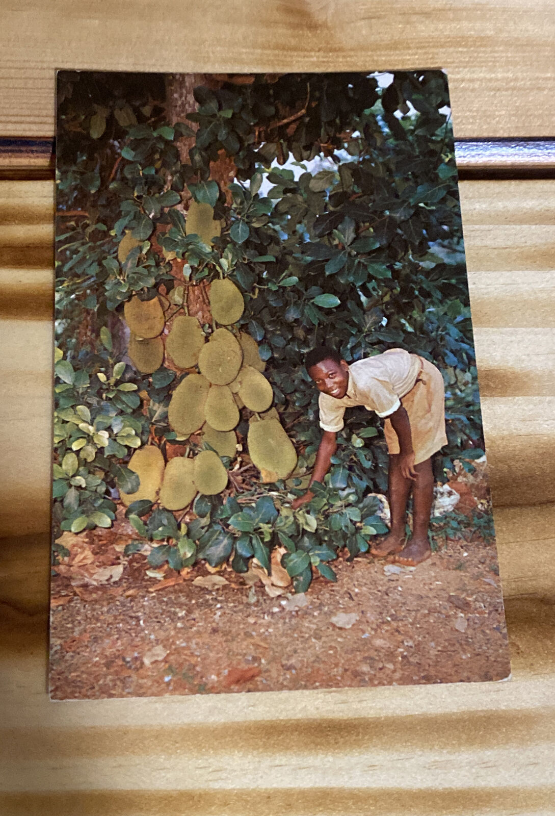 Greetings From Jamaica - Jackfruit ￼- A Local Delicacy,  Orig Vintage Postcard