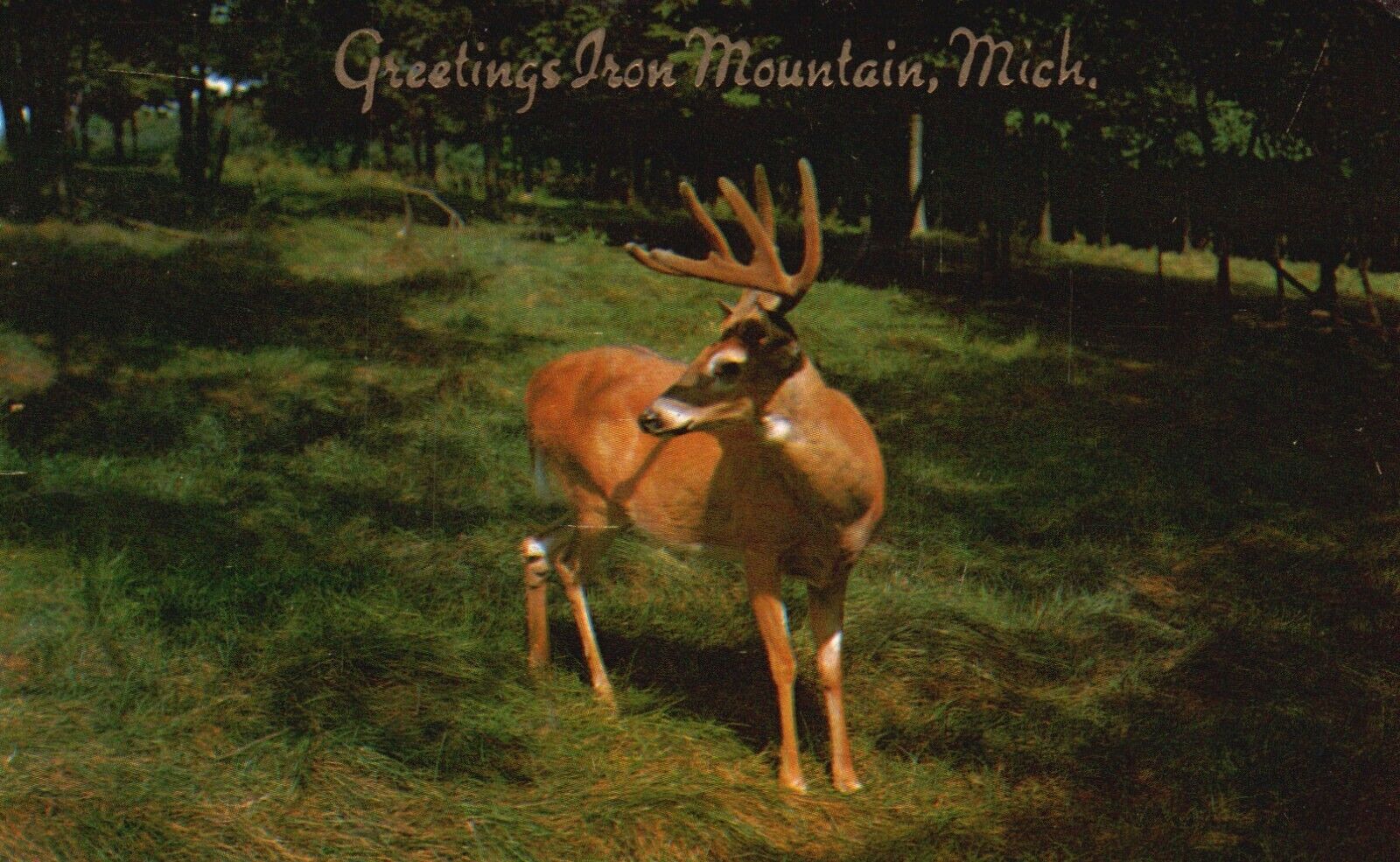 Postcard MI Greetings from Iron Mountain Michigan Deer 1957 Vintage PC e6334