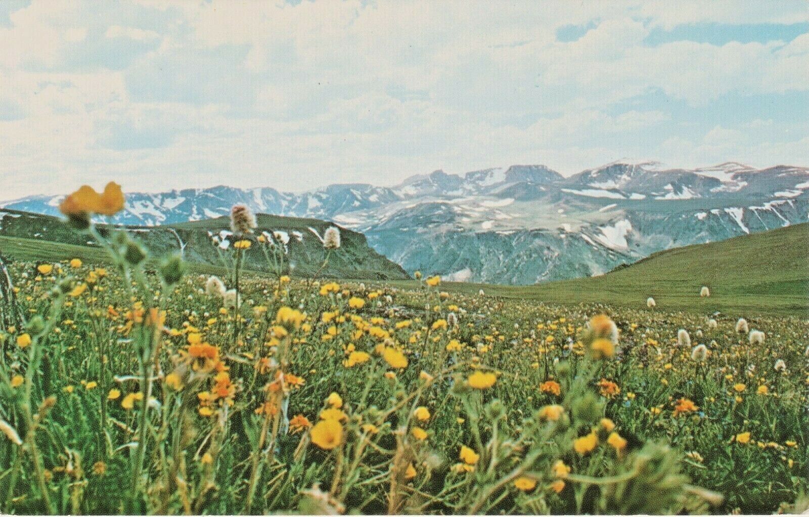 Alpine Wild Flowers near Scenic North East Entrance to Yellowstone Park, Montana