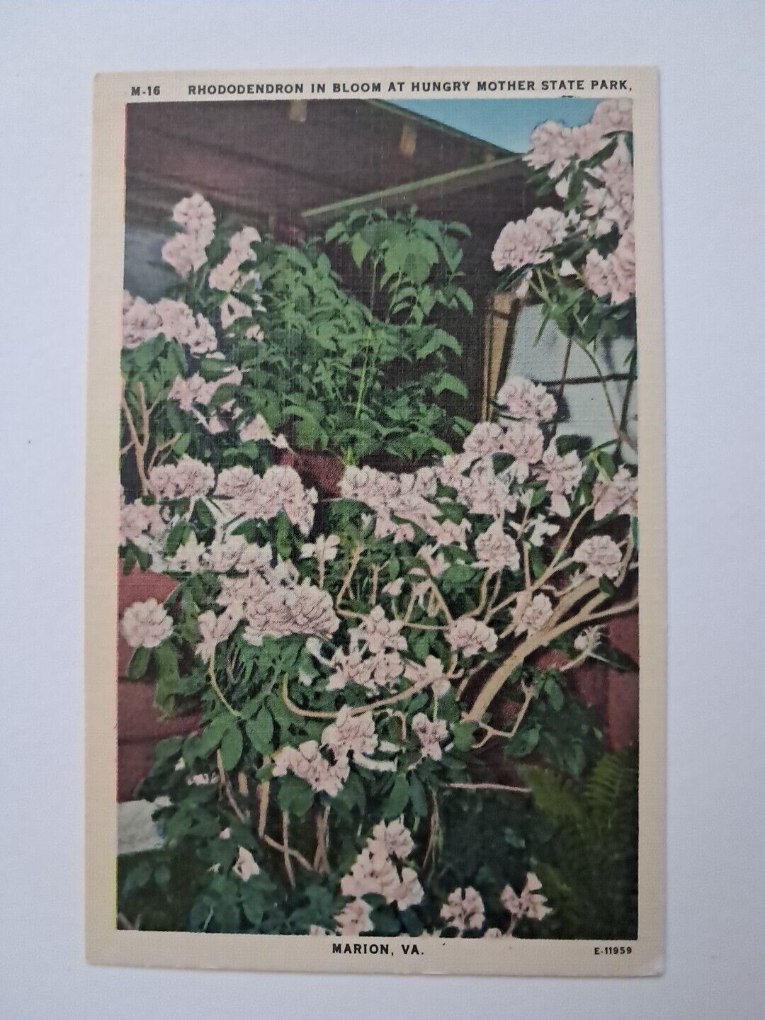 VTG Linen Postcard: Rhododendron In Bloom At Hungry Mother State Park Virginia 