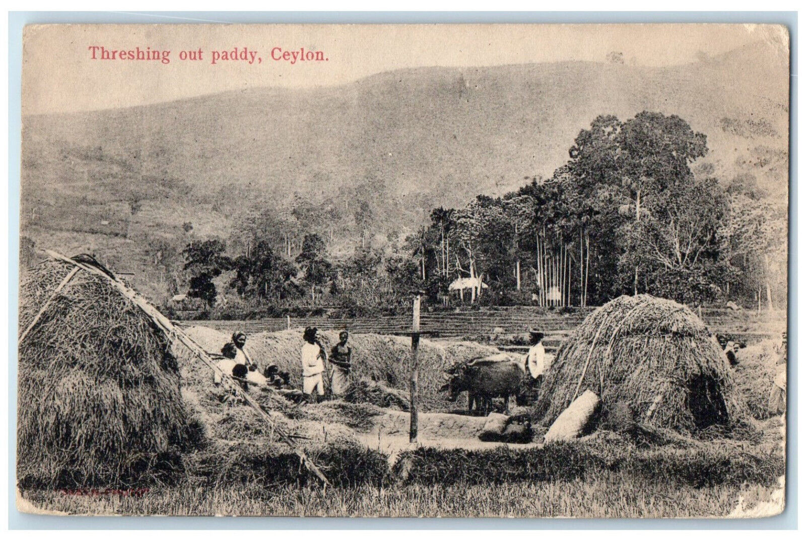 1912 Farm Barn Cows Threshing Out Paddy Ceylon/Sri Lanka Antique Postcard