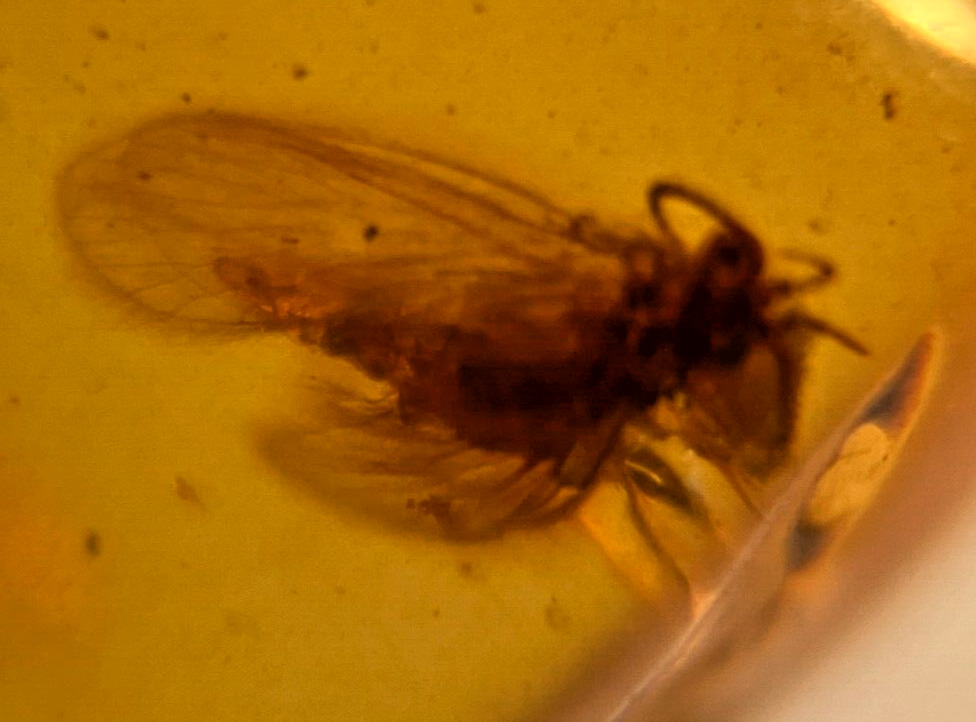 A101 BU1580 Trichoptera in Burmese Amber Burmite 99mya