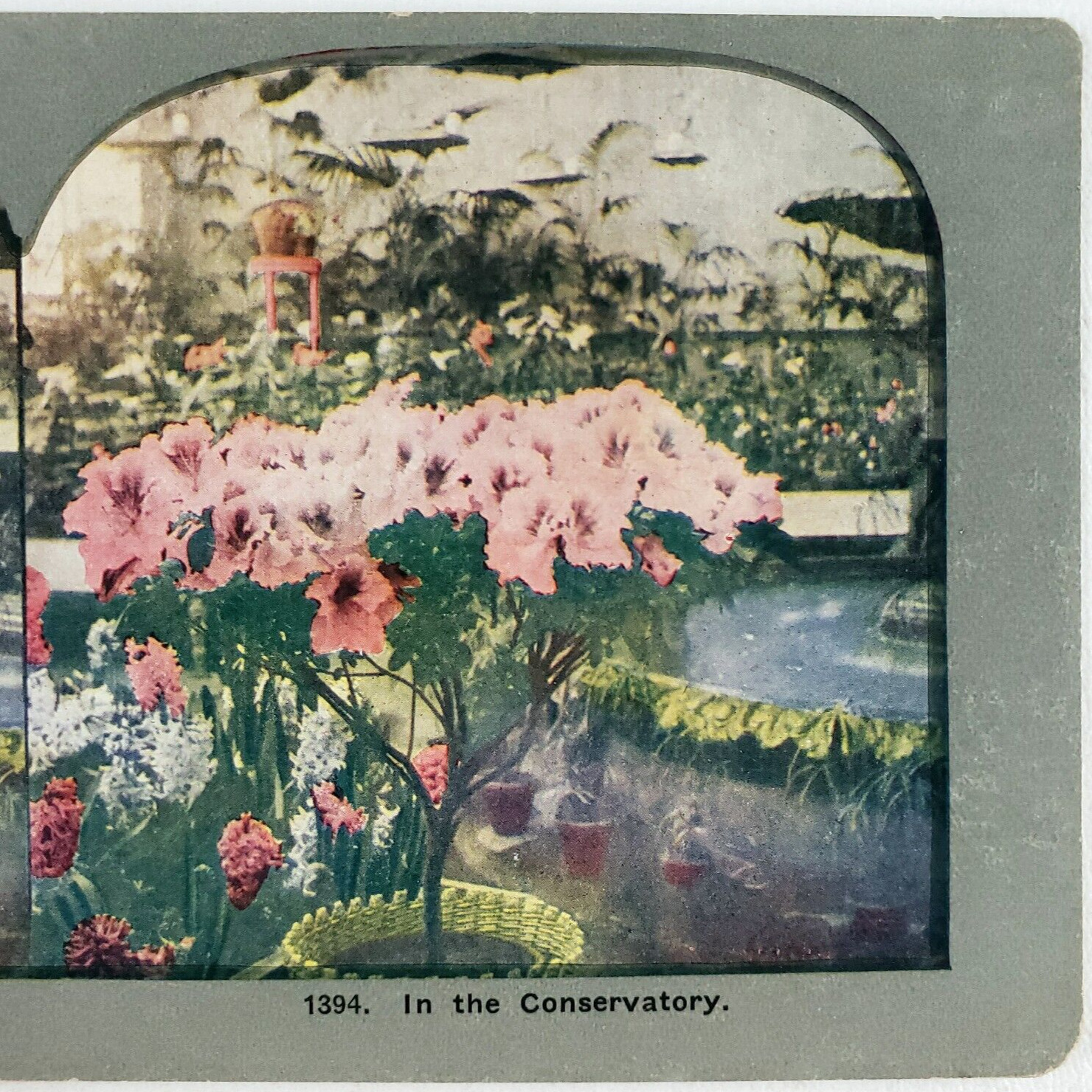 Azalea Flowers Conservatory Garden Stereoview c1905 Floral Plant Card Art C1205