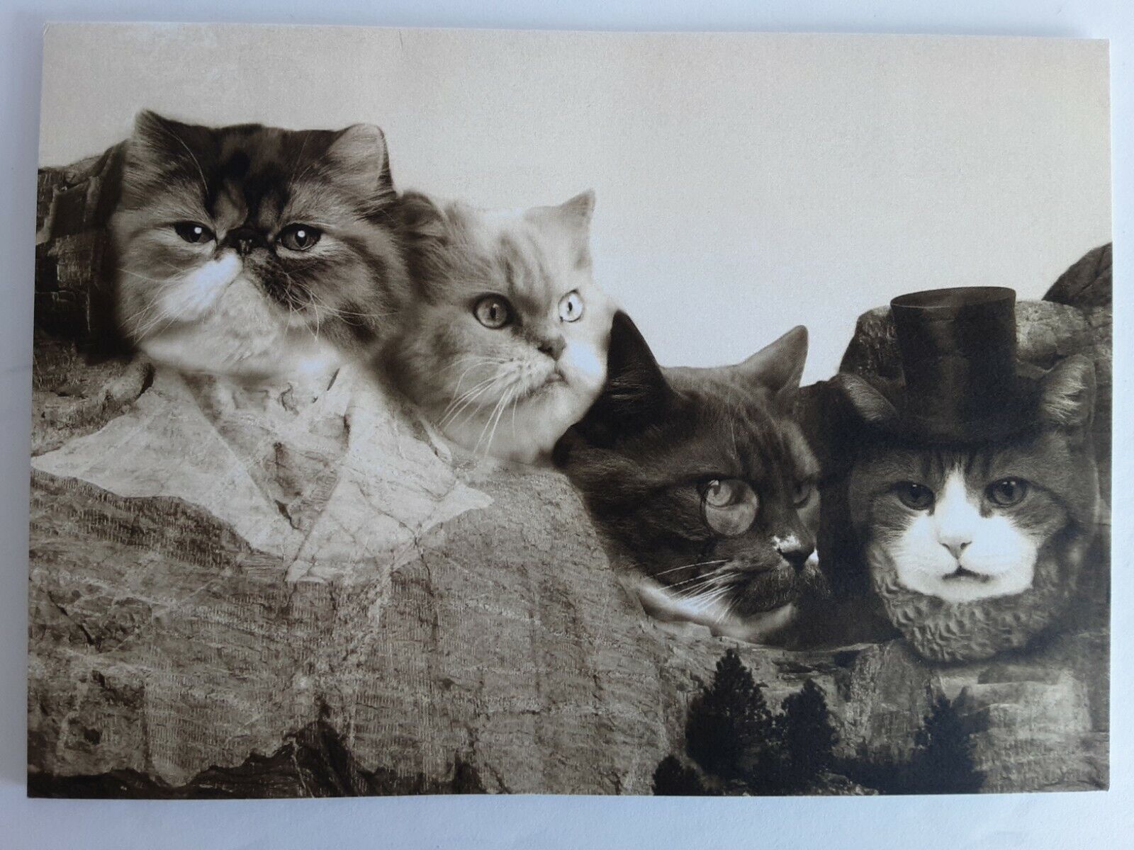 Vintage Cats Blank Greeting Cards Cats Mount Rushmore includes Envelope