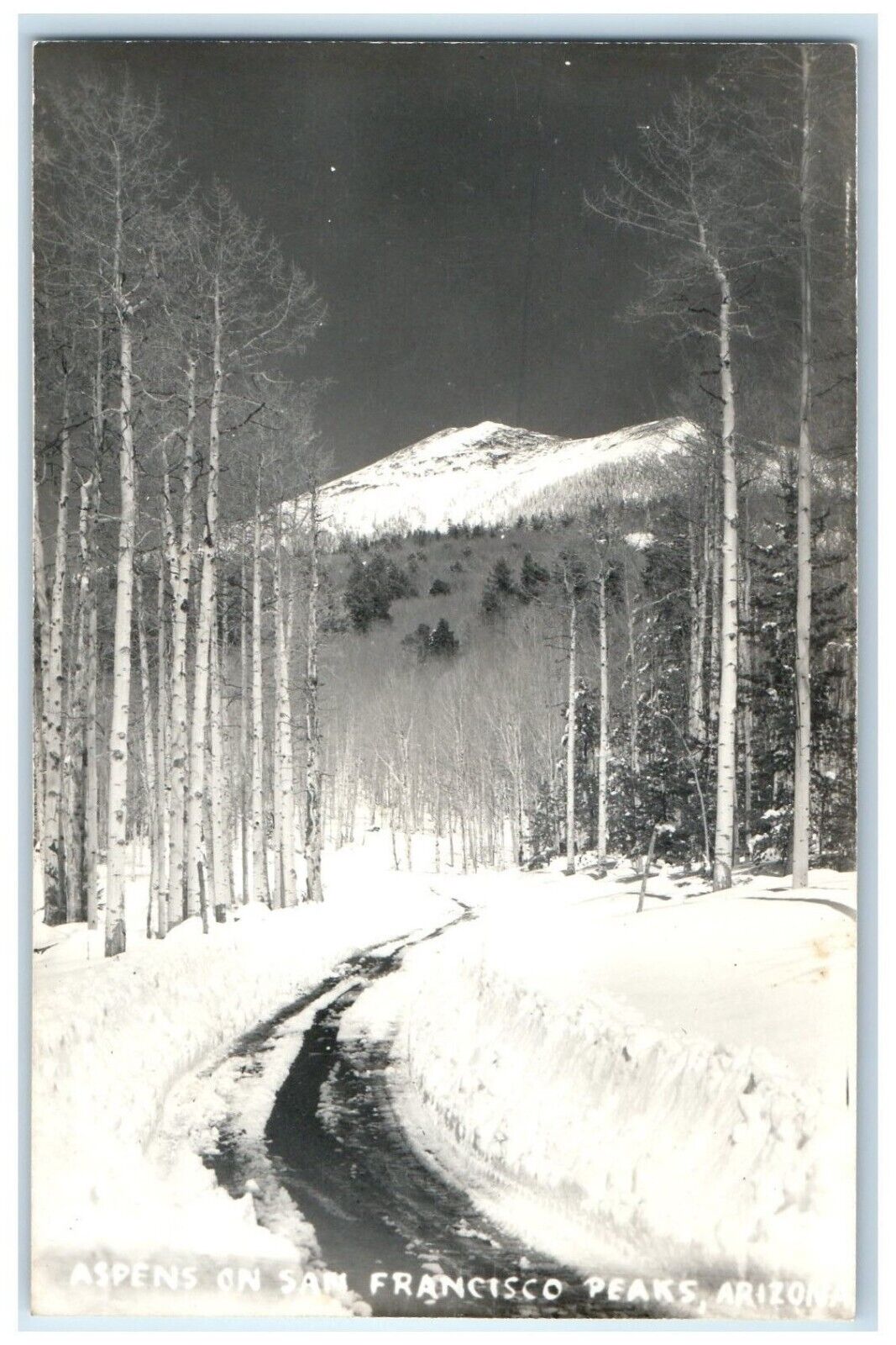 c1940's Aspens On San Francisco Peaks Arizona AZ RPPC Photo Vintage Postcard