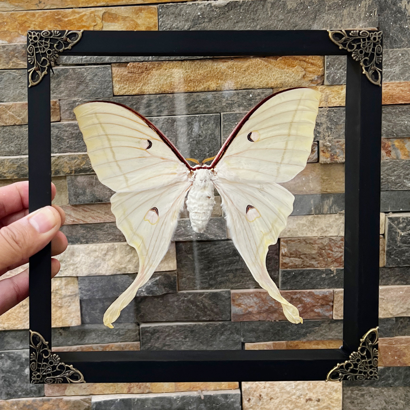 Real Luna Moth Framed Taxidermy Insect Curiosities and Oddities Wall Art Decor