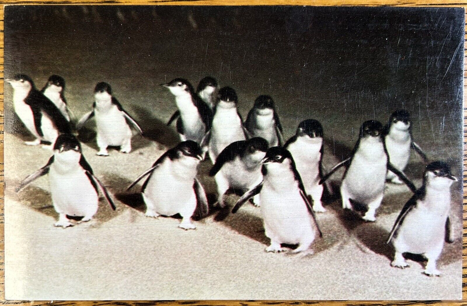 Parade of Fairy Penguins Vintage Nu Color Vue Postcard, Unposted Australia Card