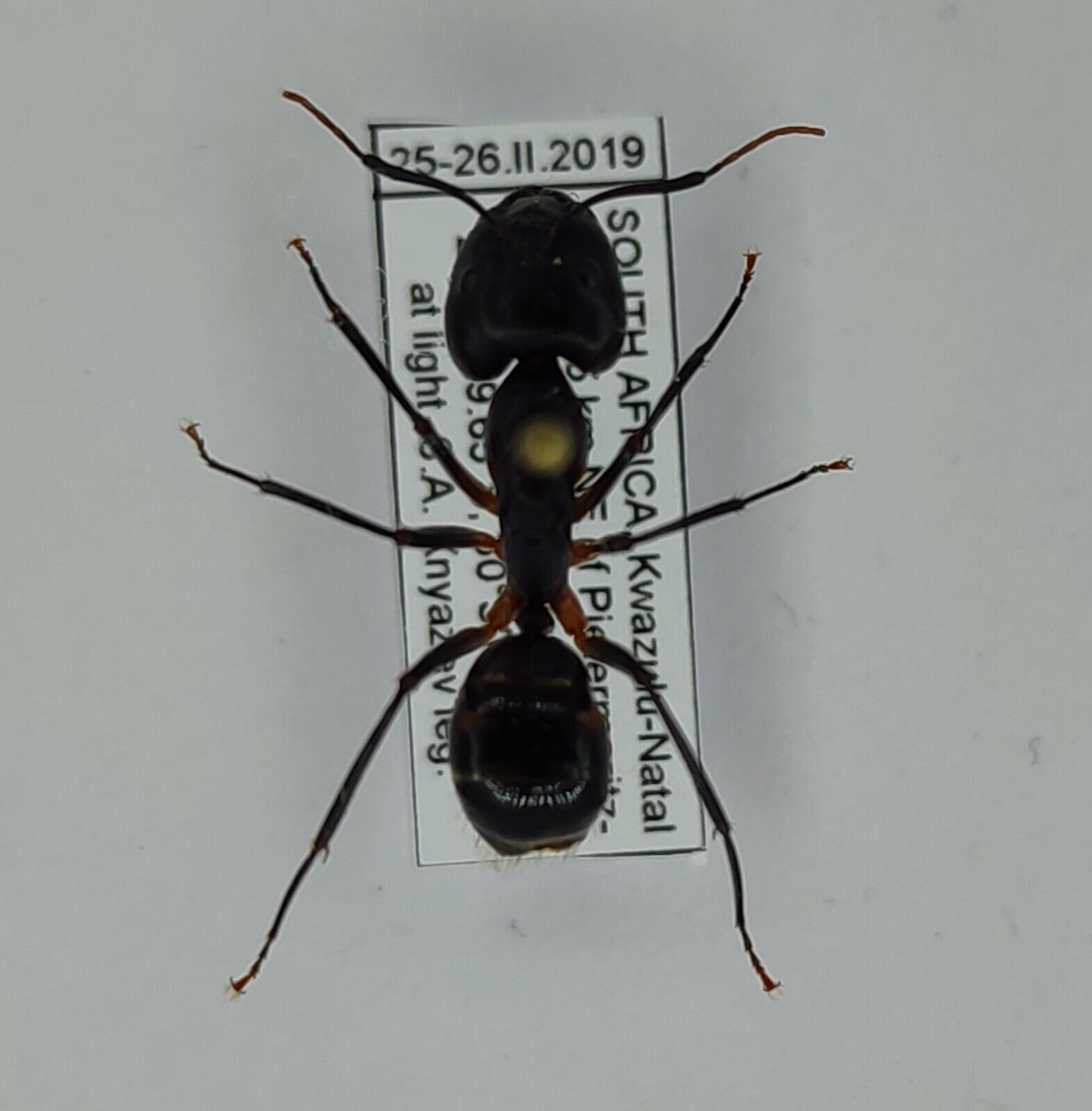 Hymenoptera Formicidae sp. from South Africa