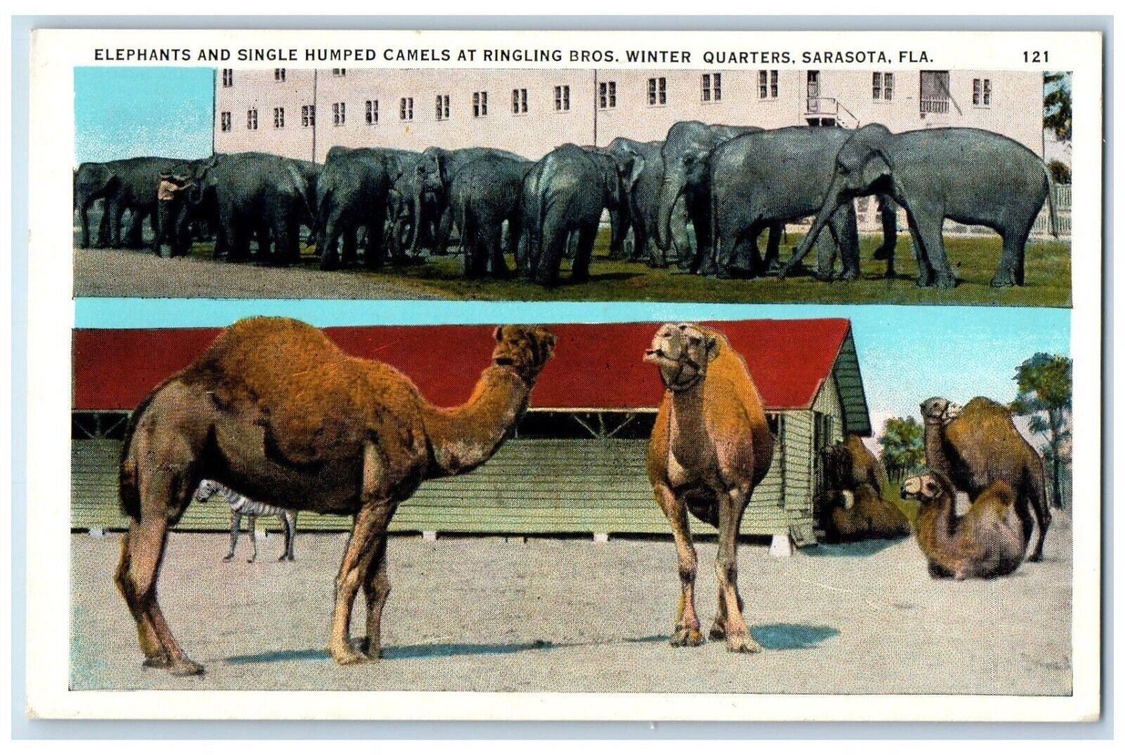 Sarasota FL Postcard Elephants Single Humped Camels Ringling Bros Winter Quarter
