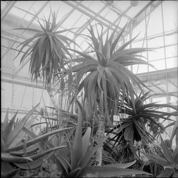 Flowering Aloe ferox municipal succulent greenhouse Mythenquai- 1955 Old Photo