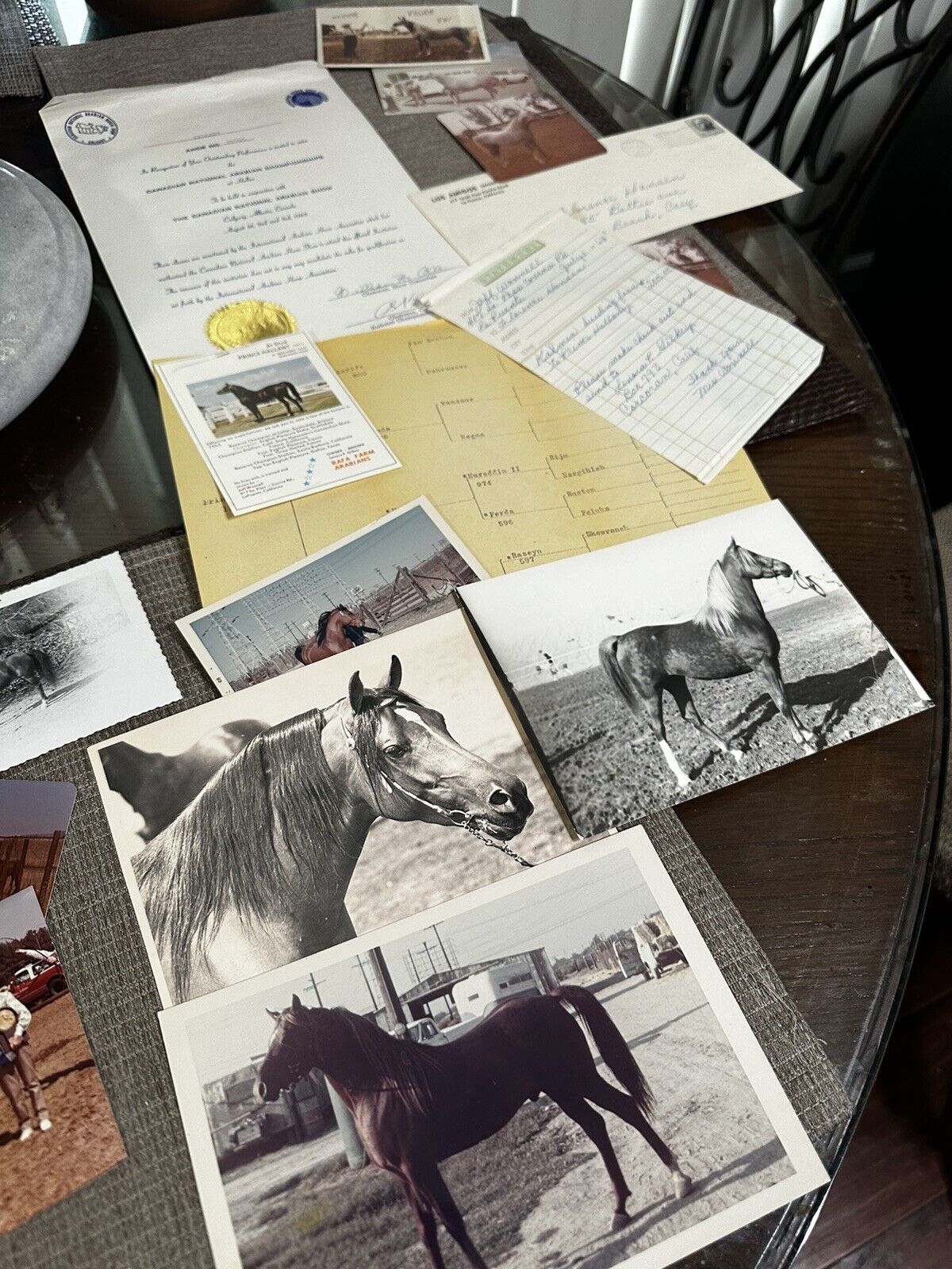 Vintage Arabian Horse Photos Plus Rafa Farms Arabian Prince Hallany Etc