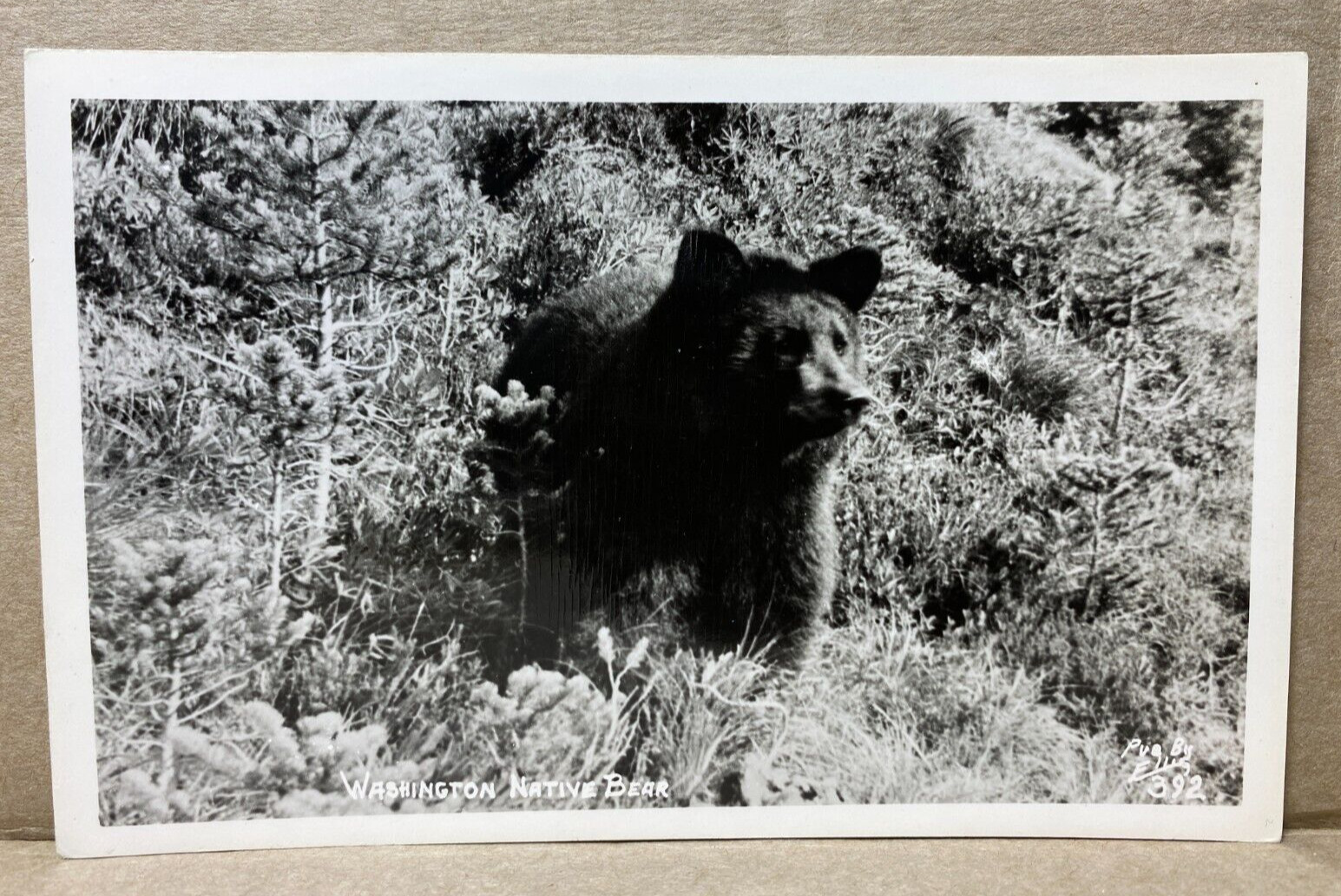 Washington Native Bear RPPC Real Photo Postcard 195