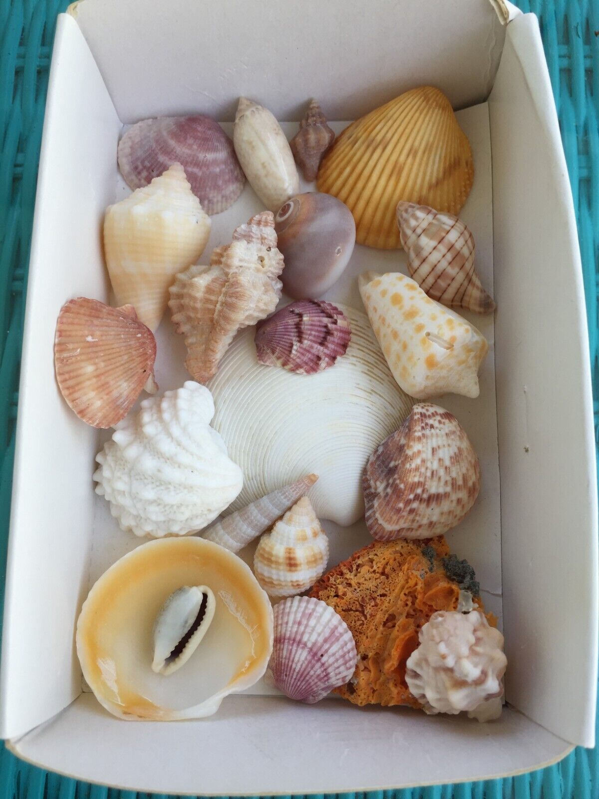 Sea Shells from Florida