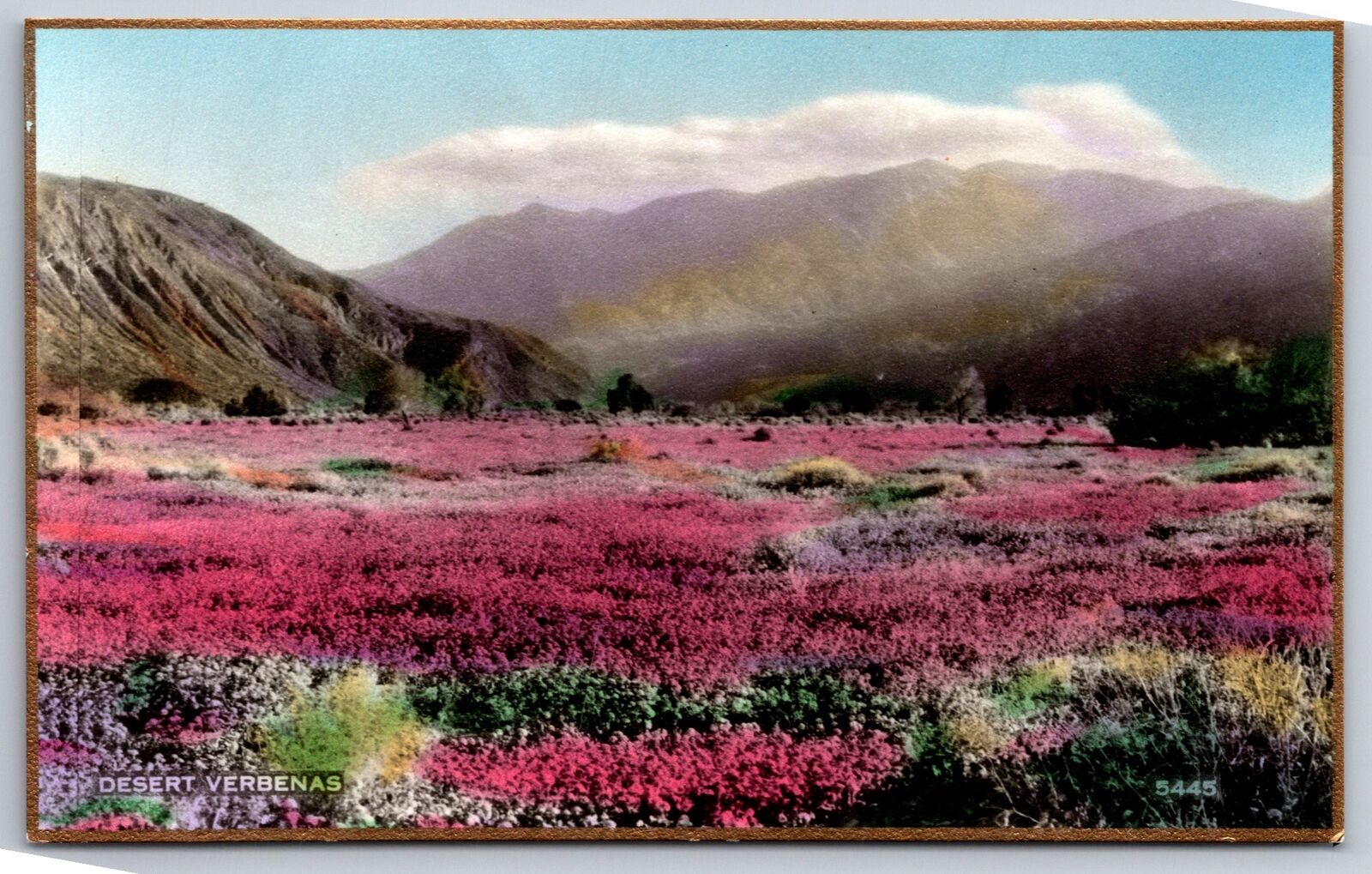 California~Desert Verbenas~Mountains Behind~c1910 Postcard