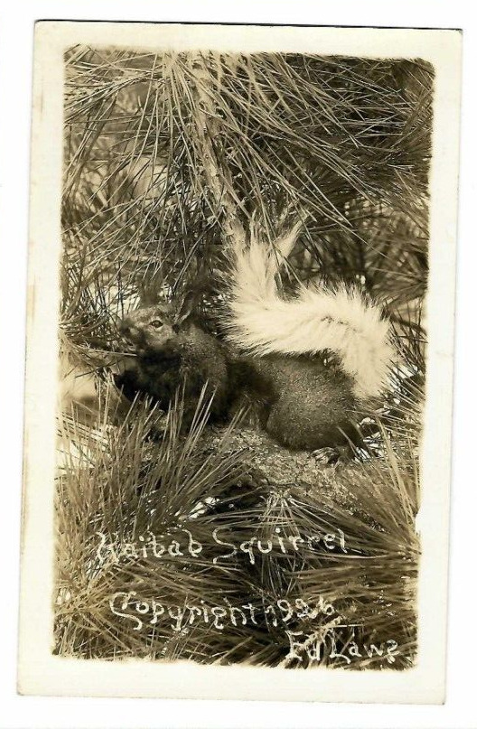 Vtg Postcard Kaibab Squirrel 1926 RPPC Arizona Southwest