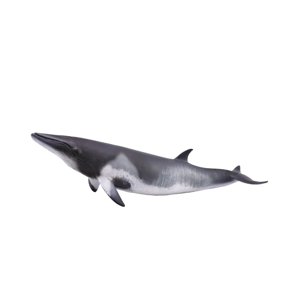 CollectA Realistic Animal Replica Minke Whale Figure Extra Large Ages 3+ and Up