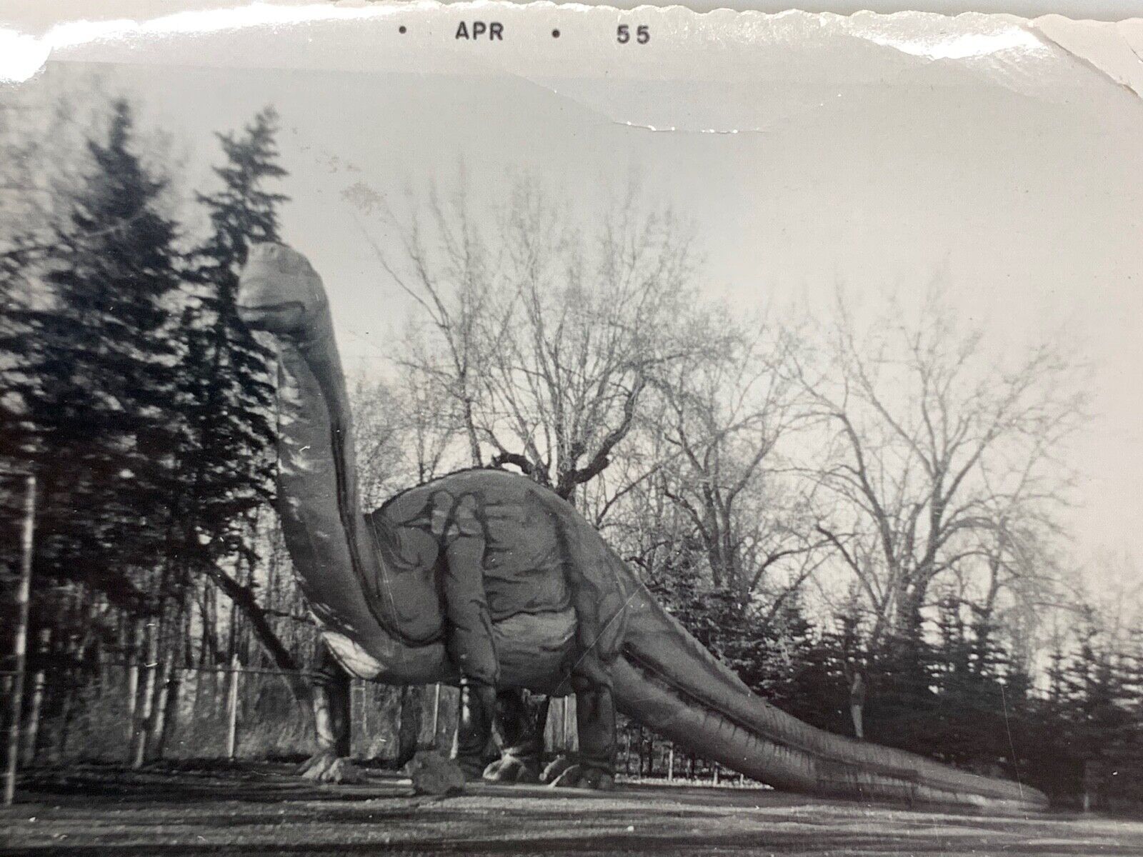 (AdD) FOUND PHOTO Photograph Snapshot 1955 Roadside Dinosaur Brontosaurs 