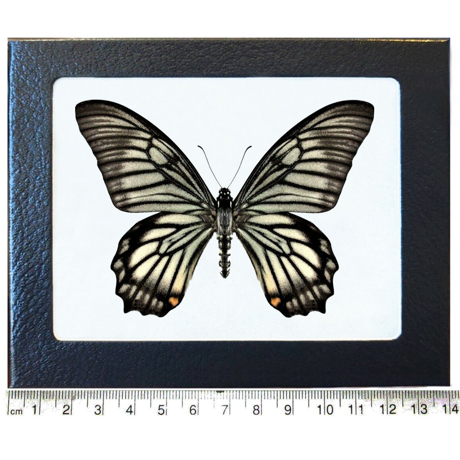 Chilasa veiovis black white butterfly Indonesia Framed