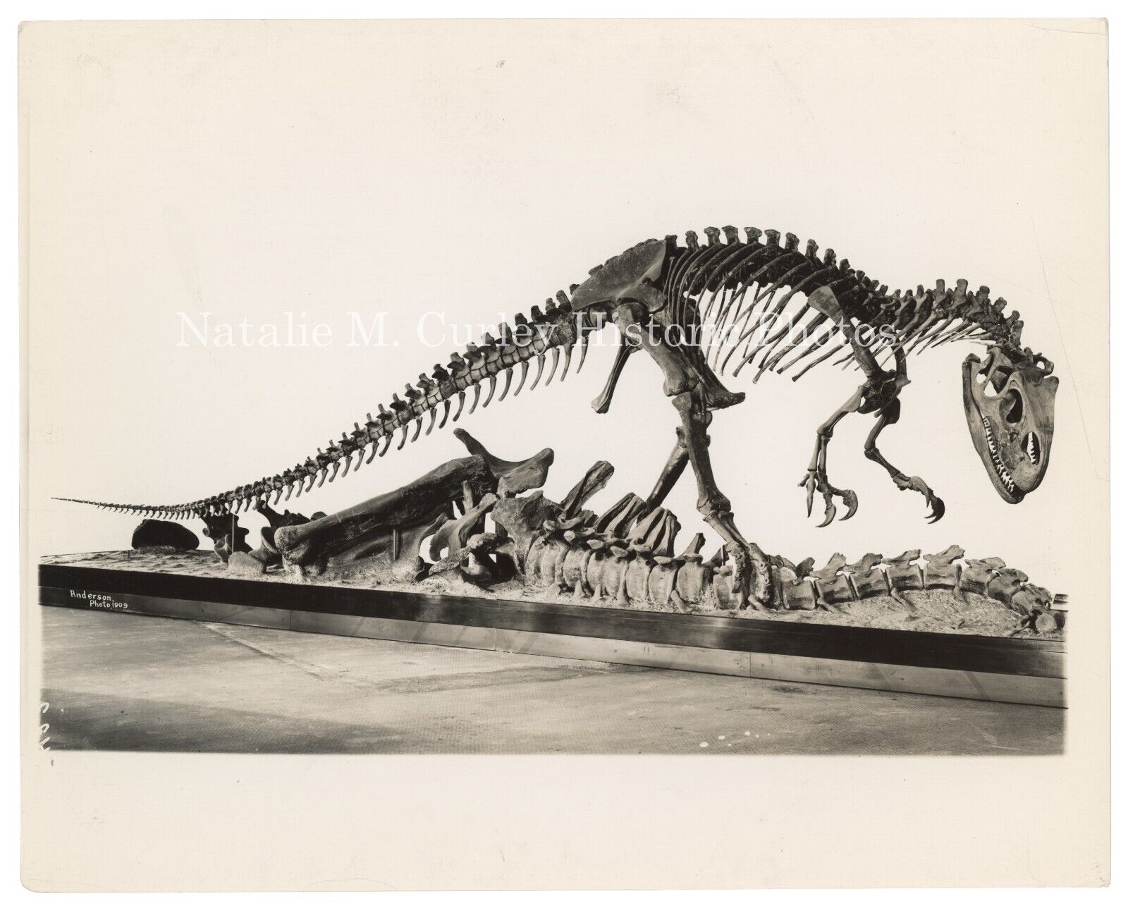 PR 1930s Dinosaur Skeleton Museum Fossil Displays NYC Press Photos