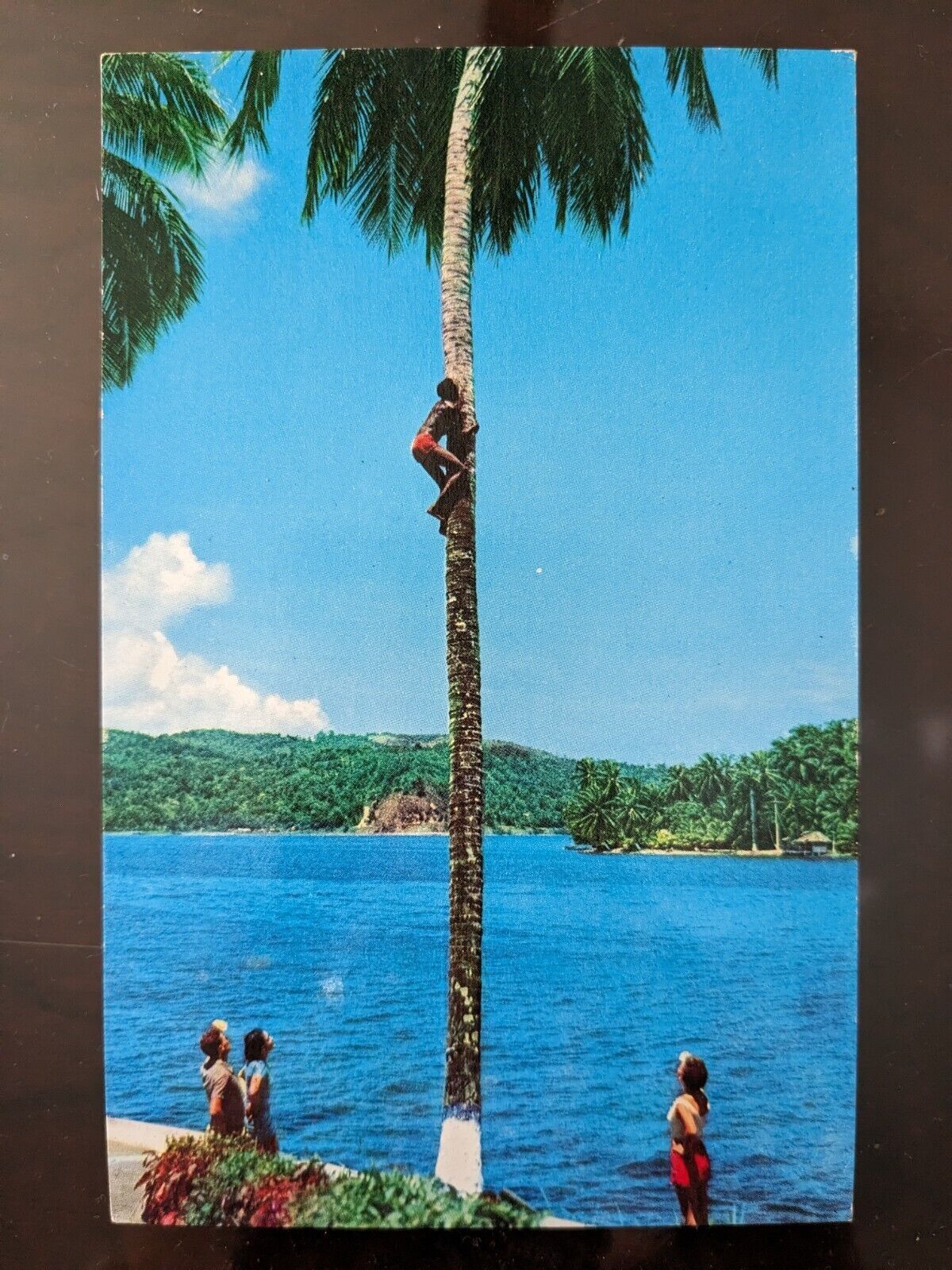 Picking Coconuts, Jamaica, BWI - 1955, Rough Edges