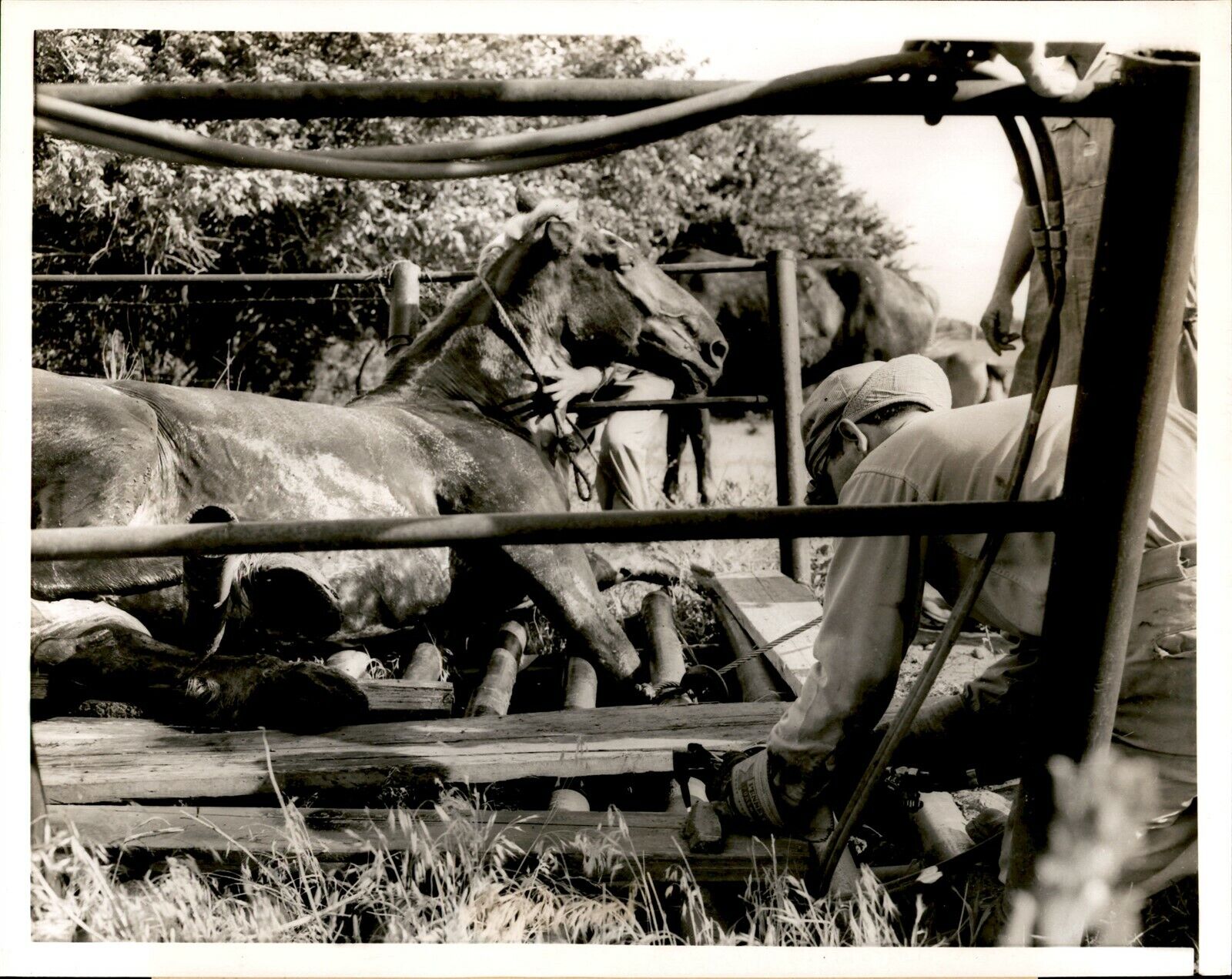 GA125 1953 Orig Photo EQUINE RESCUE Salina Kansas Leg Stuck Welder Frees Animal