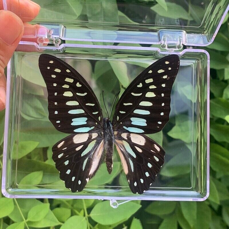 Natural Real Butterfly Specimens Rare And Exquisite Decor Display 