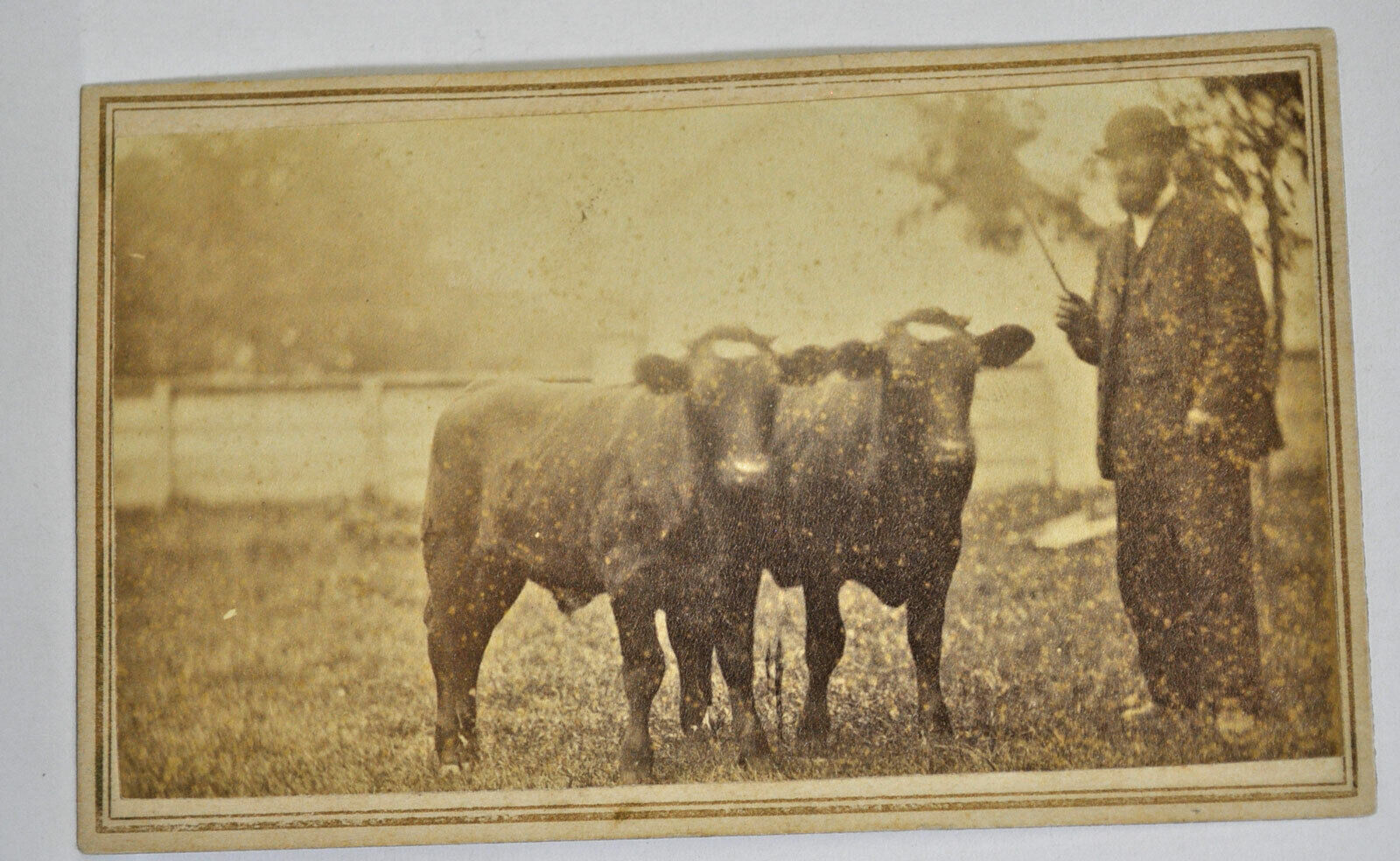 19th century CDV Photograph -  Young Steer Team with driver