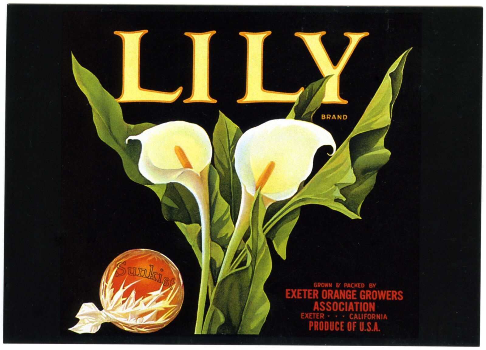LILY~FLOWERS~HISTORICAL FRUIT CRATE LABEL LITHOGRAPH ART~NEW 1979 MINT POSTCARD