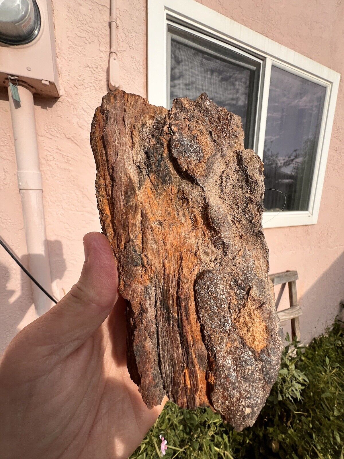 Petrified wood mineral specimen Nacimiento Cuba New Mexico Pagosa
