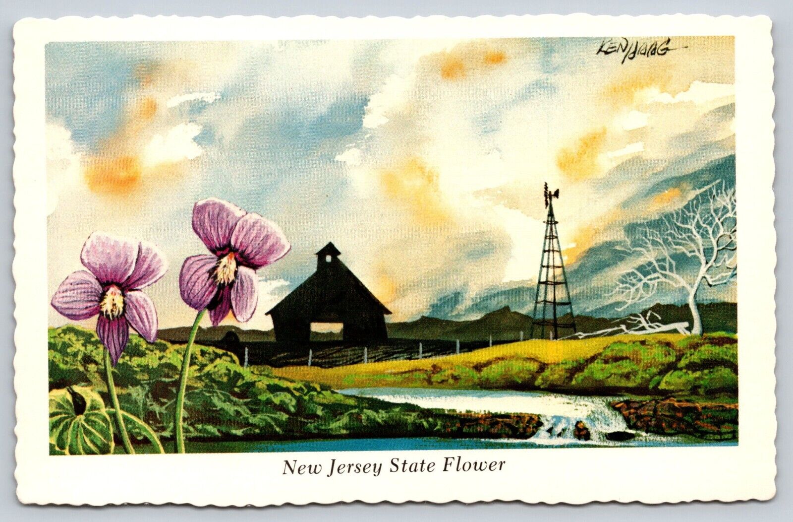 Postcard  New Jersey State Flower Purple Violet  [gd]