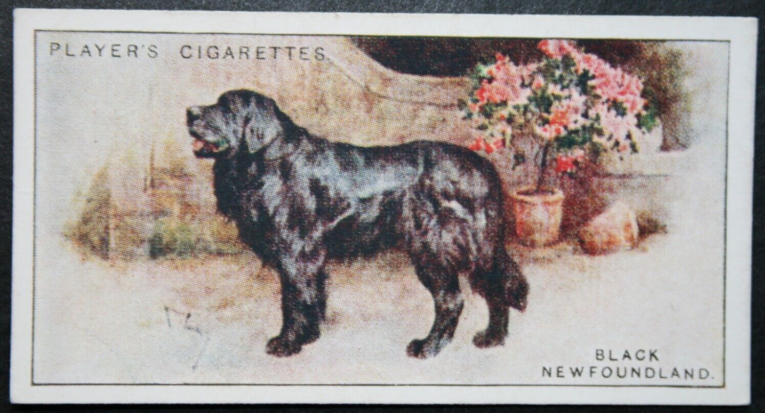 NEWFOUNDLAND  Vintage 1924 Illustrated Dog Card  FD16