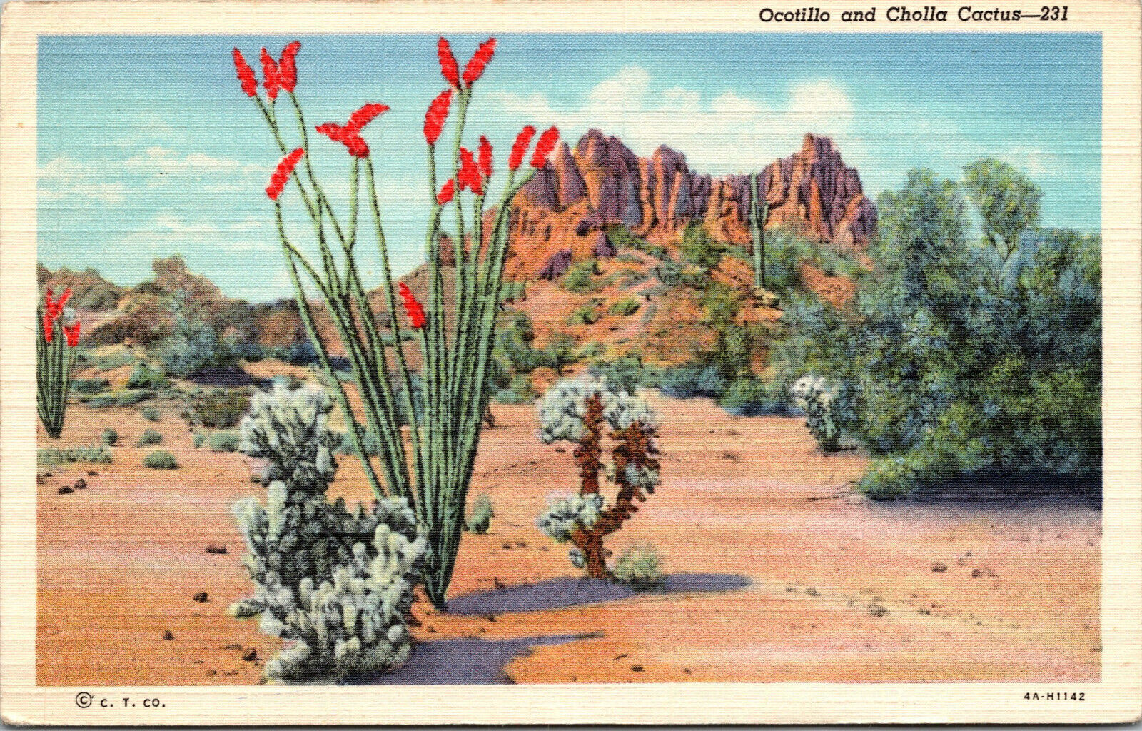 Vtg 1930s Ocotillo Cholla Cactus Jumping Coach Whip Cactus Desert Scene Postcard