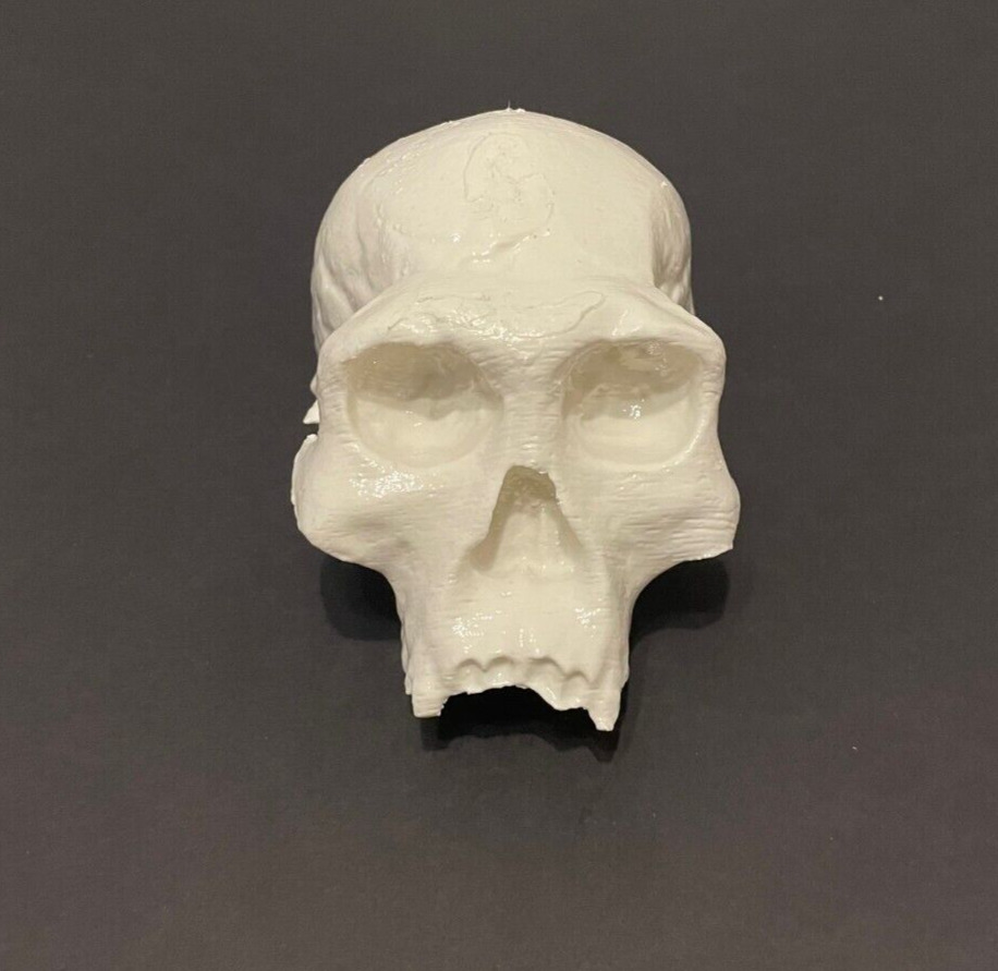 Dmanisi hominin Homo Georgicus/Homo Erectus 1:1 model skull