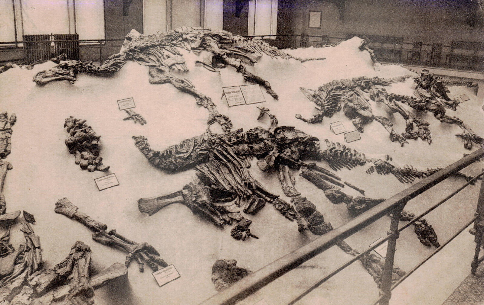 Brussels Natural Museum, dinosaur skeletons, Belgium, old postcard