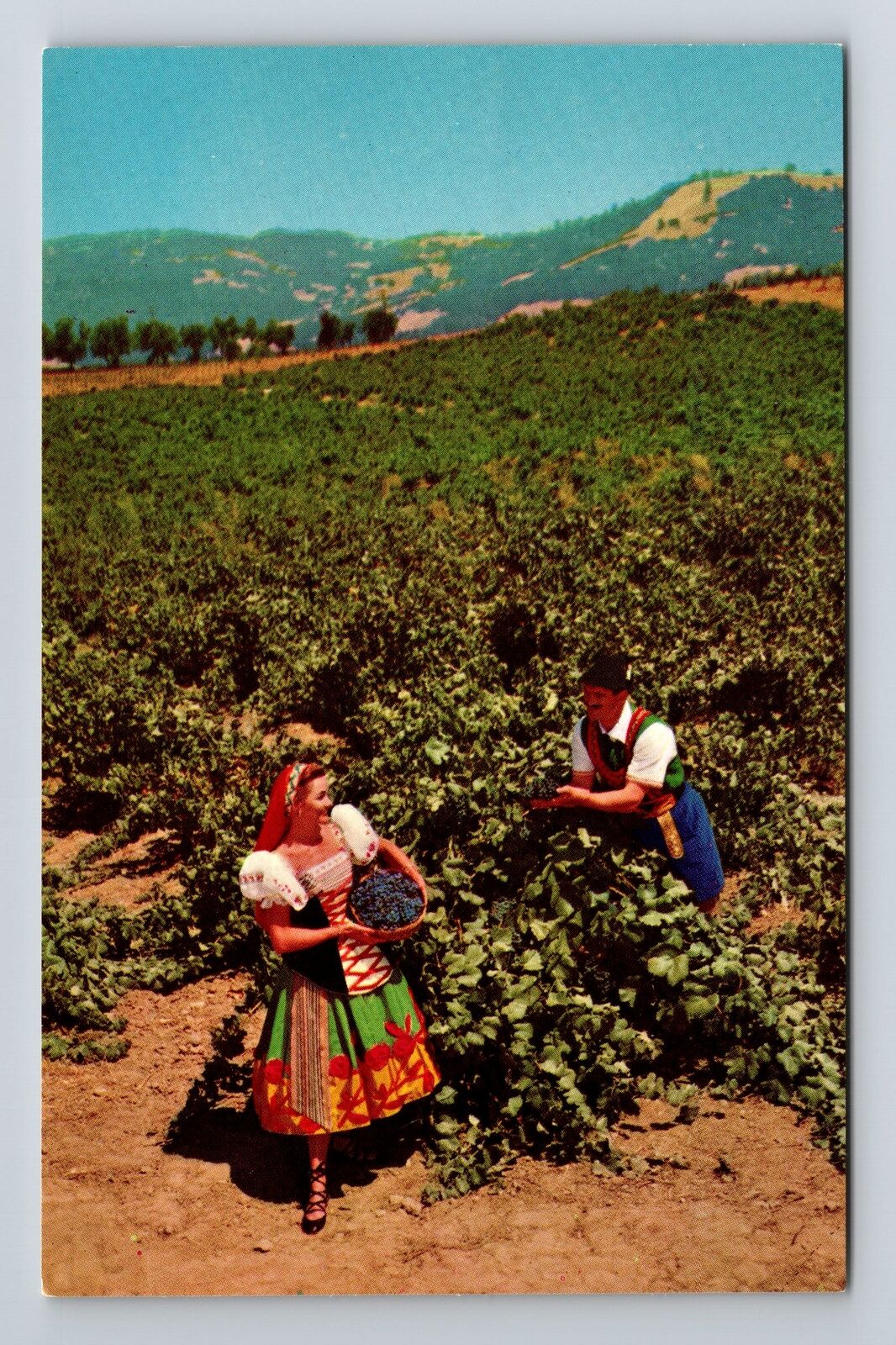 Asti CA-California, Asti Wine Vineyards, Vintage Postcard