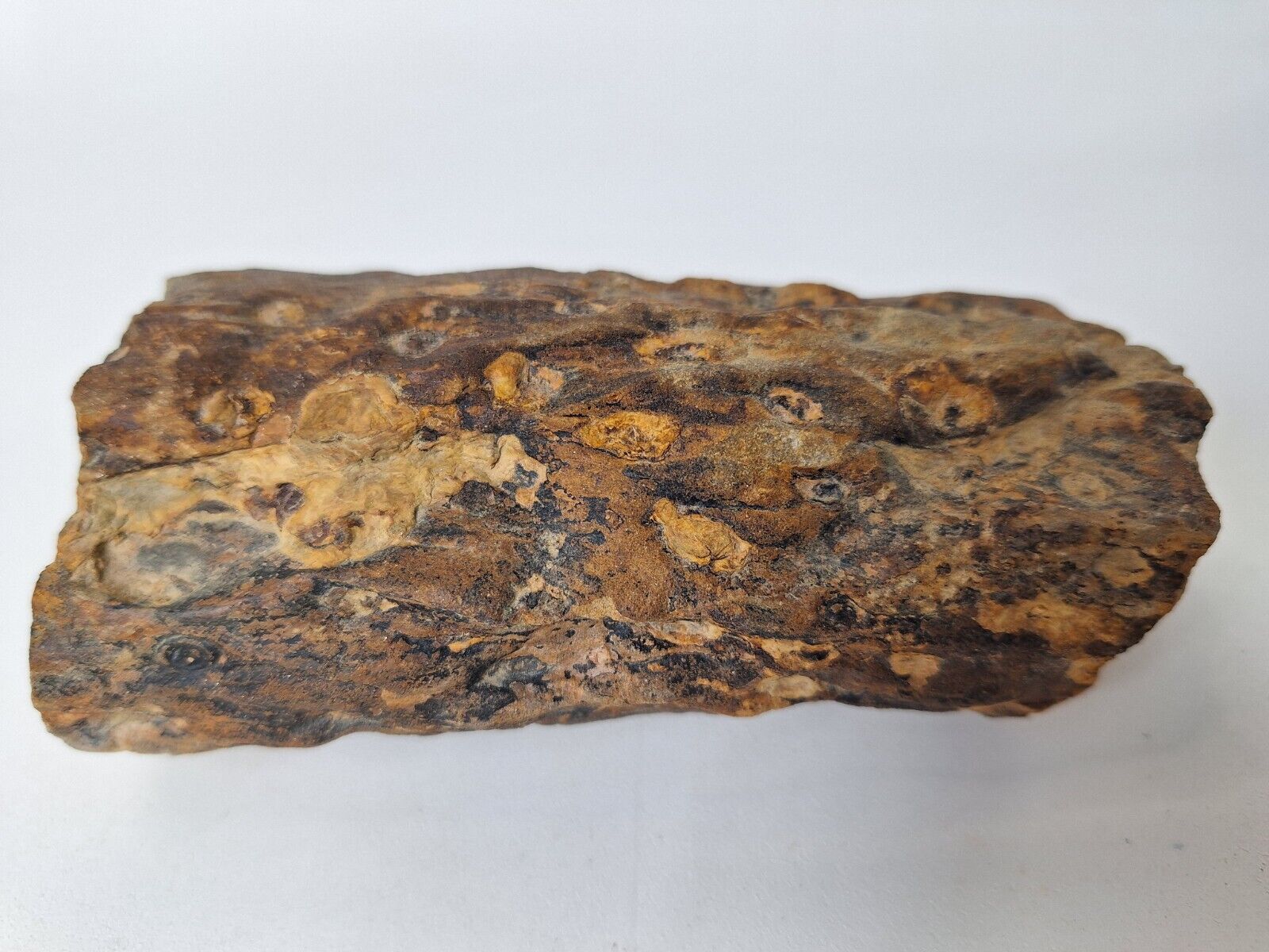 Stigmaria Lepidodendron Fossil/cast Pennsylvanian Carboniferous Virginia  