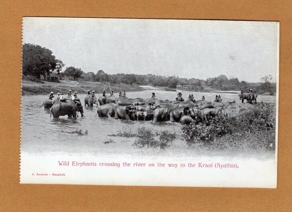 1899 Siam Thailand Postcard Wild Elephants Crossing River Ayutthaya Thai