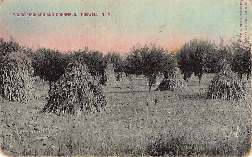 Postcard NM: Young Orchard & Cornfield, Roswell, New Mexico, Tinted, Posted 1911
