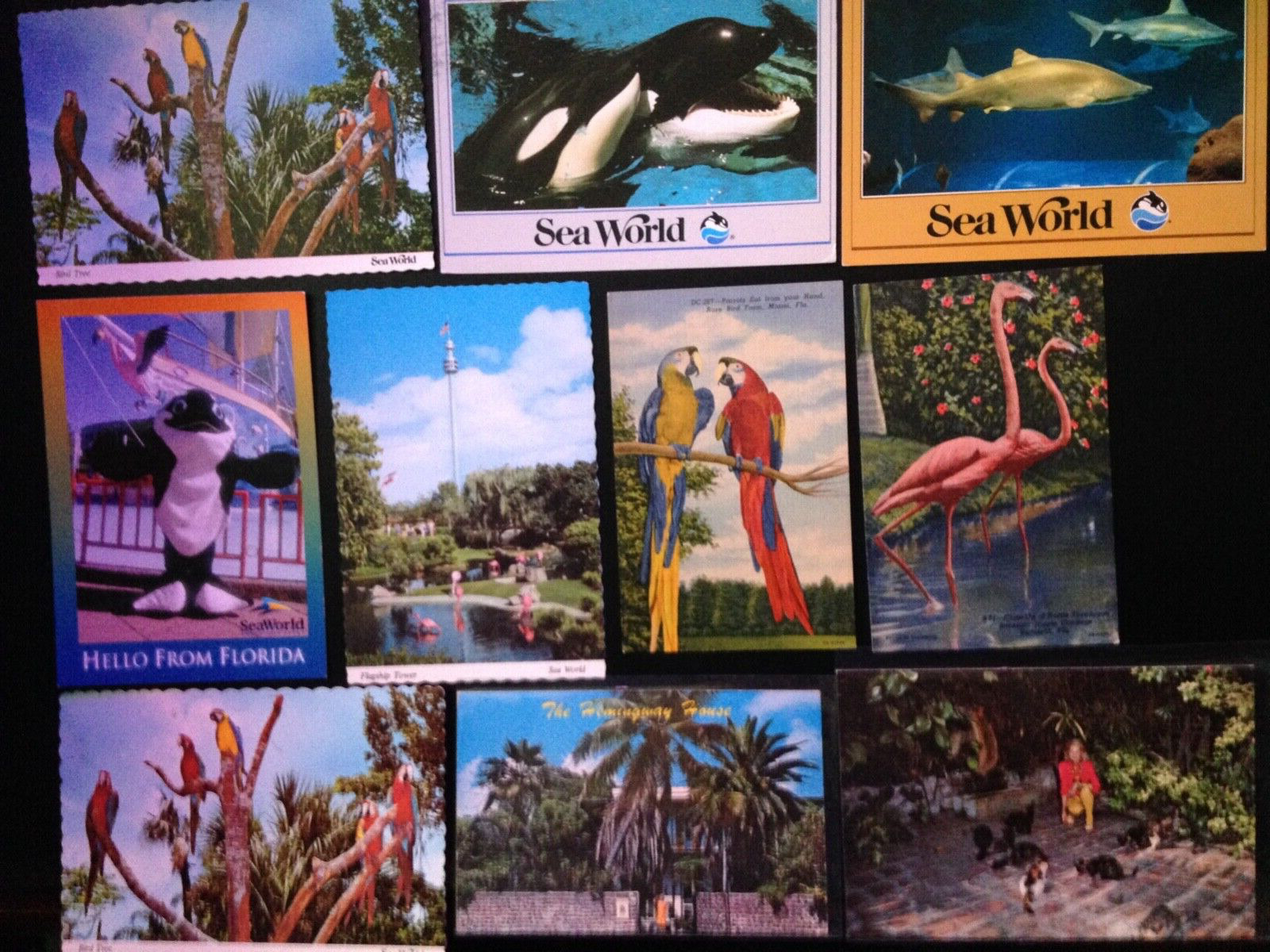30+ Postcard lot, Florida, Amusement Parks and Roadside Attractions. Set 3.